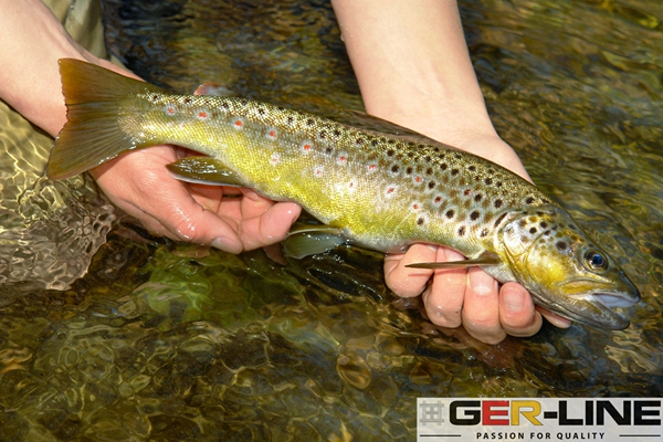 Fishing line for trout- GER-LINE®